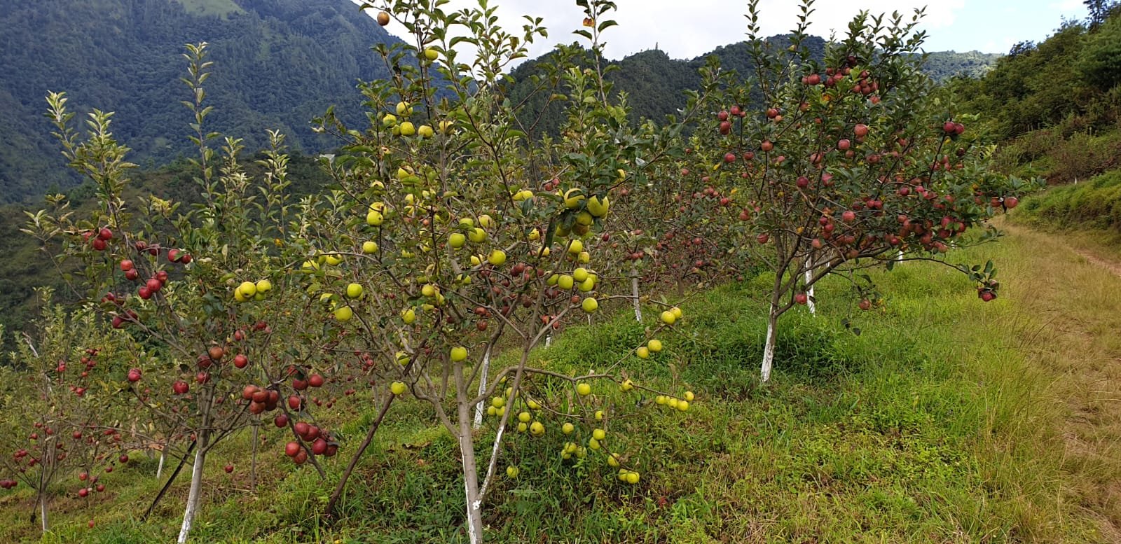 Apple cultivation at Rungjapam organic orchard in Dirang, Arunachal Pradesh